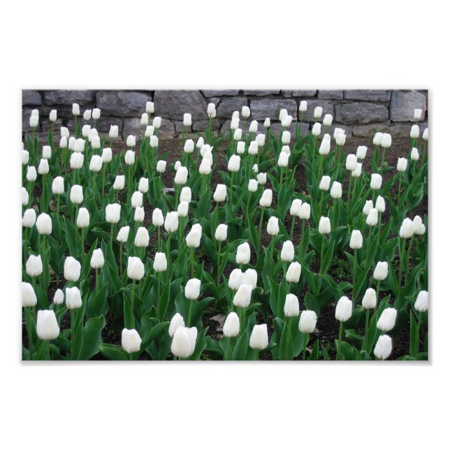 Tulips 10 Skriv ut Fototryck (Framsidan)
