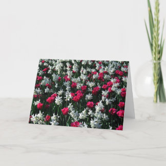 Tulips 16 tomt gratulationskort kort