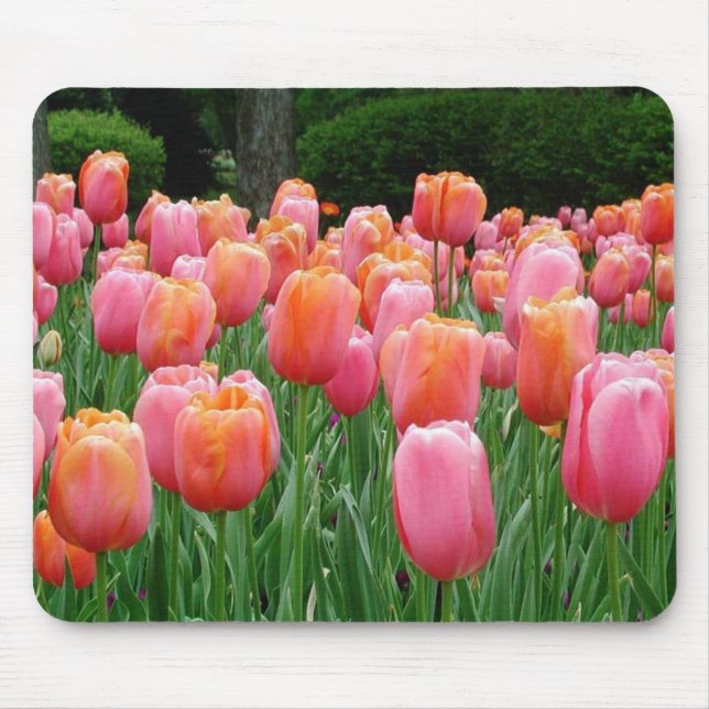 Tulips #1 musmatta (Framsidan)