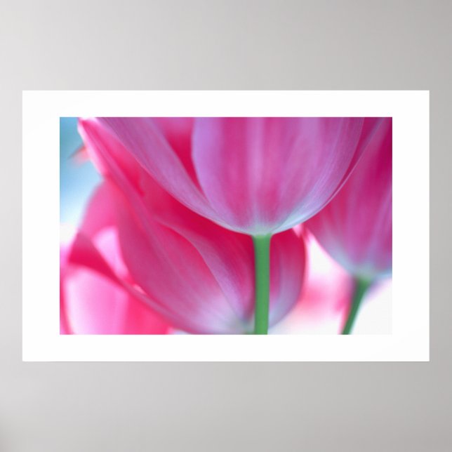 Tulips #2-Poster Poster (Framsidan)