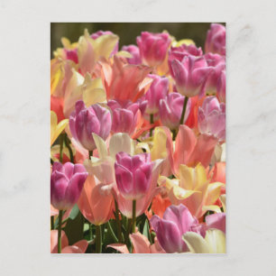 Tulips #2 vykort