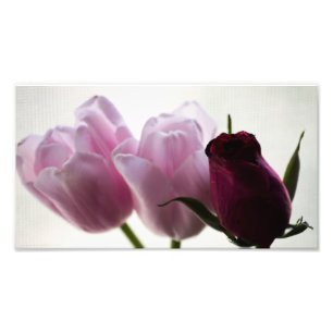 Tulips 3258 fototryck