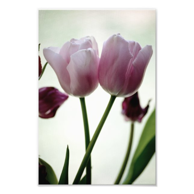 Tulips 3259 fototryck (Framsidan)