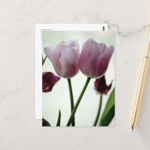 Tulips 3259 vykort