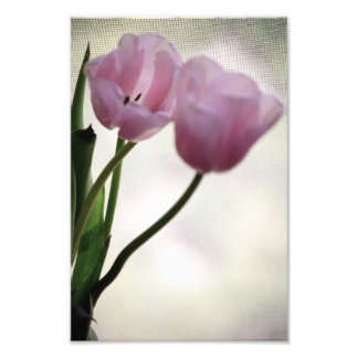 Tulips 3265 fototryck