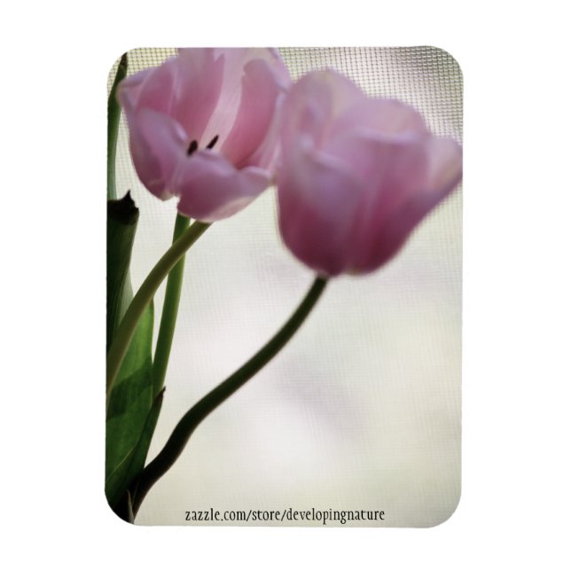 Tulips 3265 magnet (Vertikal)