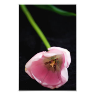 Tulips 3272 fototryck