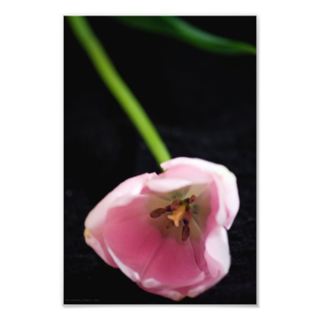 Tulips 3272 fototryck (Framsidan)
