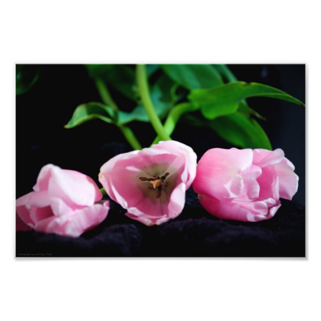 Tulips 3273 fototryck (Framsidan)