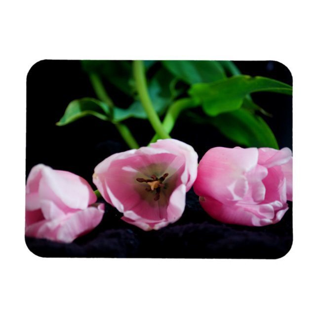 Tulips 3273 magnet (Horisontell)