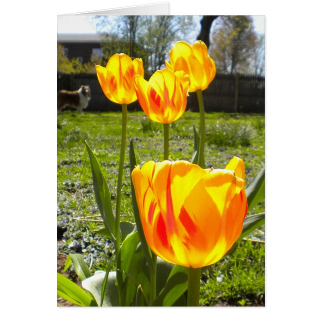 TULIPS (& A COLLIE) HÄLSNINGSKORT (Framsidan)
