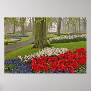 Tulips and daffodils, Keukenhof Gardens Poster