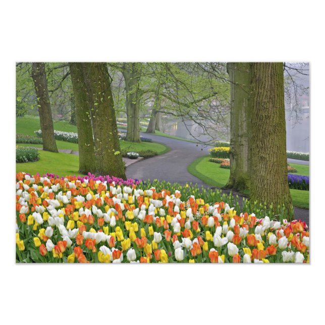 Tulips and road way, Keukenhof Gardens, Lisse Fototryck (Framsidan)