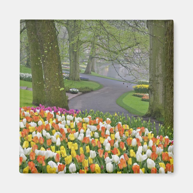 Tulips and road way, Keukenhof Gardens, Lisse Magnet (Framsidan)
