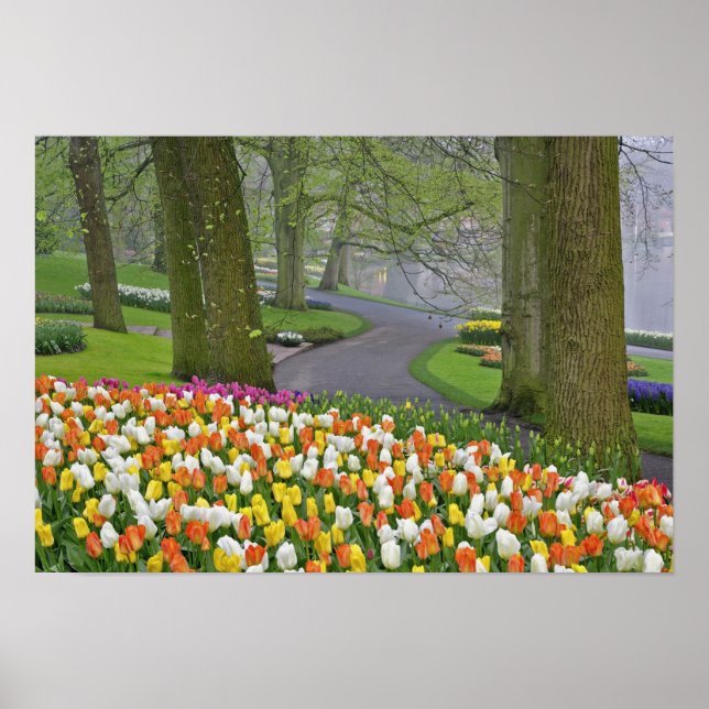 Tulips and road way, Keukenhof Gardens, Lisse Poster (Framsidan)