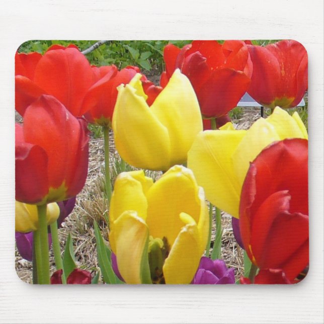 Tulips av botaniska trädgården musmatta (Framsidan)