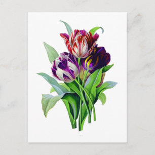 Tulips av Pierre Joseph Redoute Vykort
