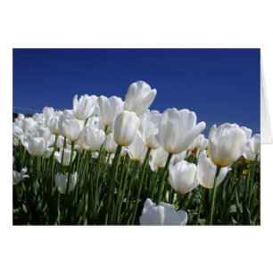Tulips-berget på perfekten blå himmel hälsningskort