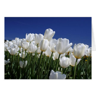 Tulips-berget på perfekten blå himmel hälsningskort