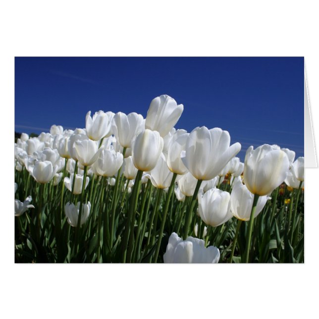 Tulips-berget på perfekten blå himmel hälsningskort (Framsidan Horizontal)
