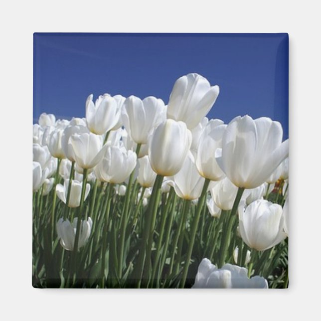 Tulips-berget på perfekten blå himmel magnet (Framsidan)