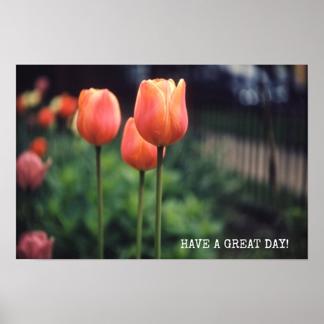 Tulips Blommigt Tulip Garden Vår Day Flowers Poster (Framsidan)