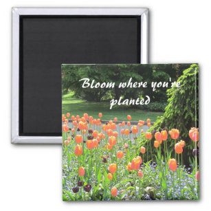 Tulips - Bloom där du är planerad Magnet