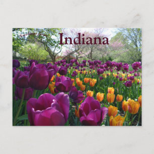Tulips Blooming in Forest Park Indiana Vykort