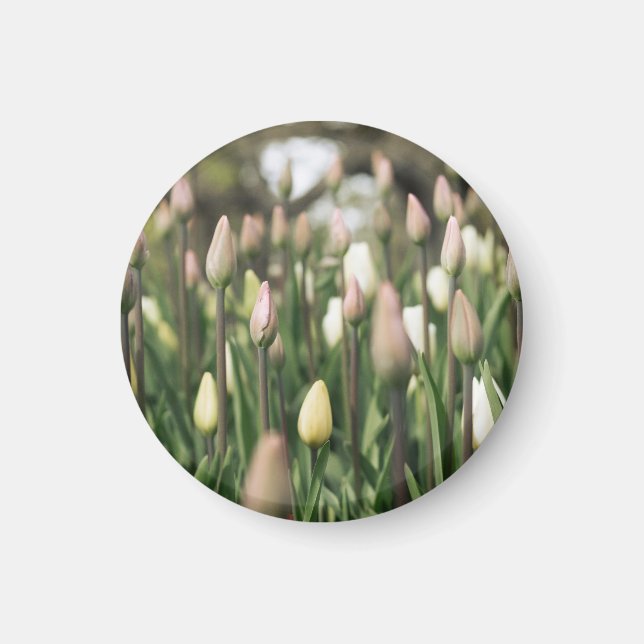 Tulips börjar blomma magnet (Framsidan)