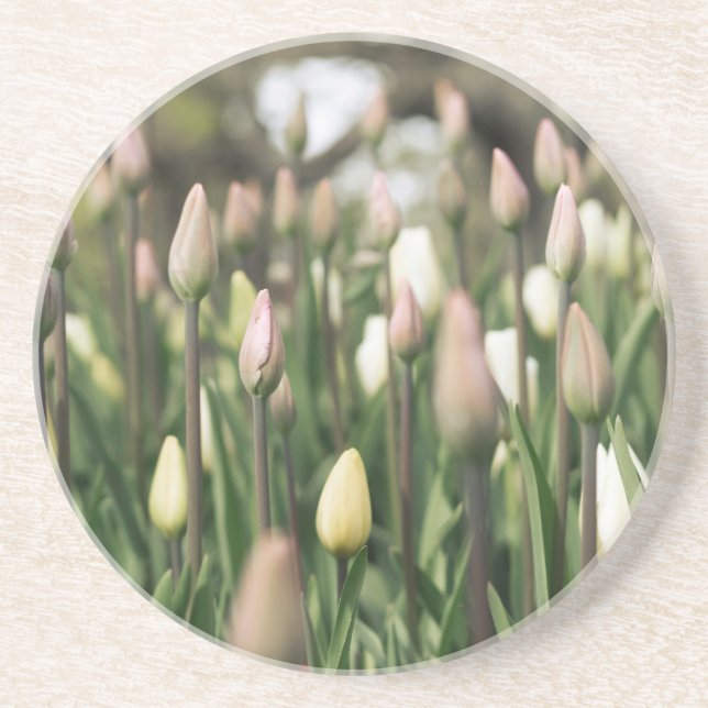 Tulips börjar blomma underlägg (Framsidan)