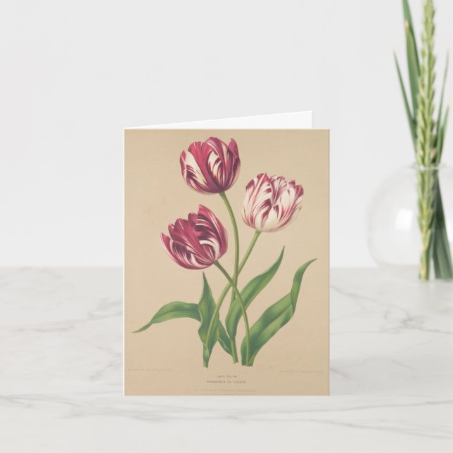 Tulips botaniska konst tack kort (Framsida)