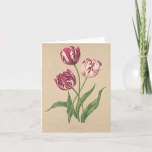 Tulips botaniska konst tack kort