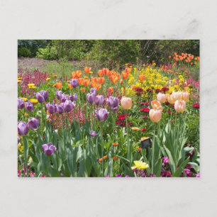 TULIPS-BUNKAR VYKORT