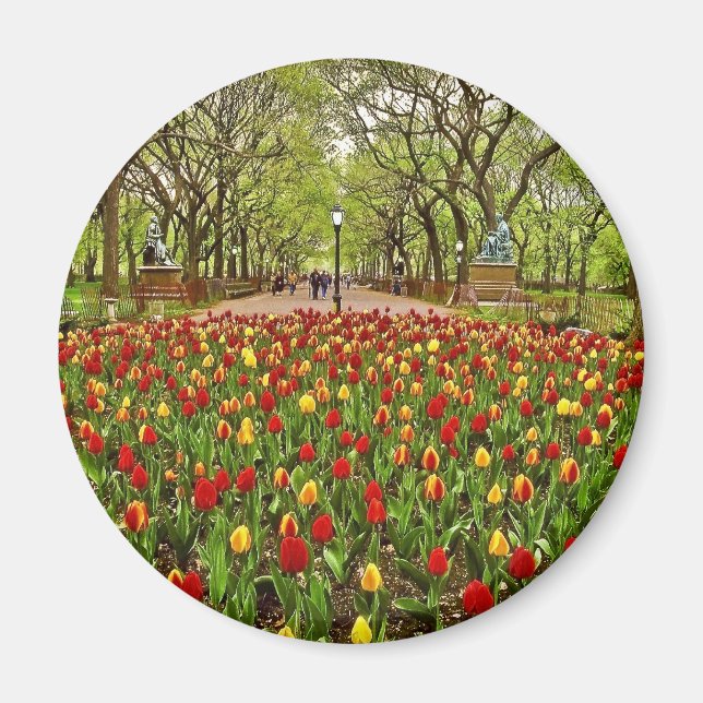 Tulips Central Park NYC Magnet (Framsidan)