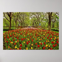 Tulips Central Park NYC