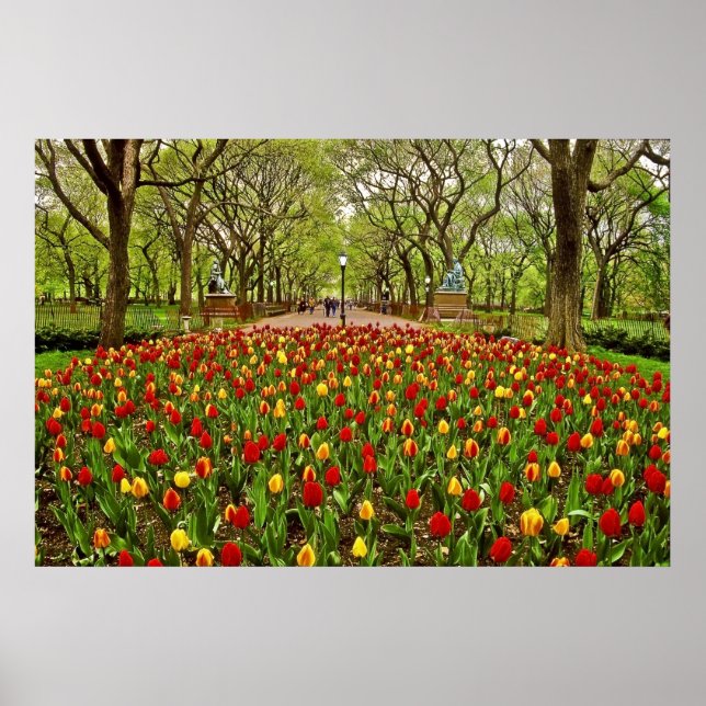 Tulips Central Park NYC Poster (Framsidan)