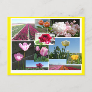 Tulips Collage DIY & Cust. vykort för gräns Färg