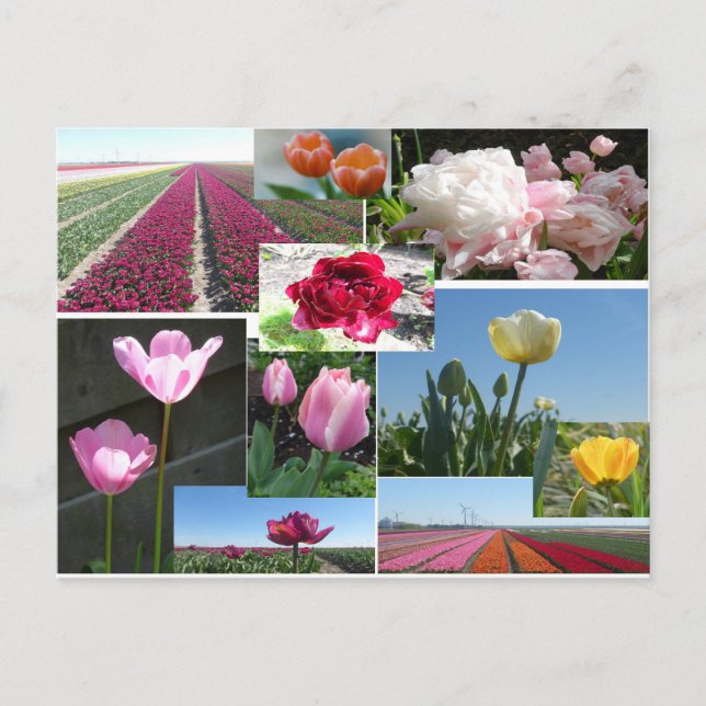 Tulips Collage DIY Postcard Vykort (Framsida)