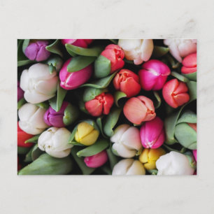 Tulips Colorful Flowers Påsk Vår Vykort