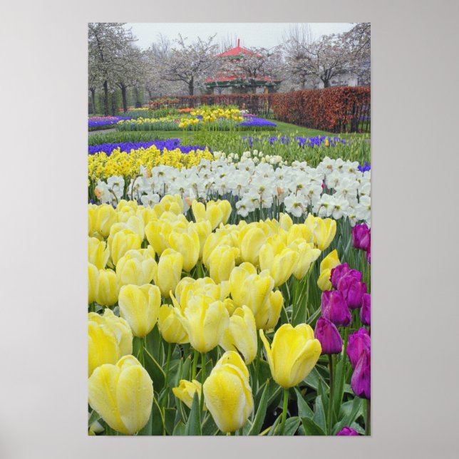 Tulips, daffodils och grafithyacitblommor poster (Framsidan)