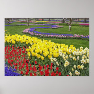 Tulips, druvHyacint och dialdils Poster