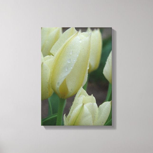 Tulips efter regnet canvastryck (Framsida)