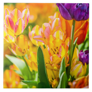 Tulips Enchanting 01 Kakelplatta