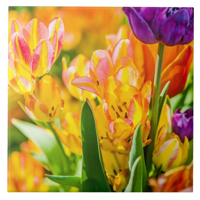 Tulips Enchanting 01 Kakelplatta (Framsidan)