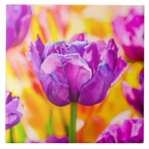 Tulips Enchanting 06 Kakelplatta