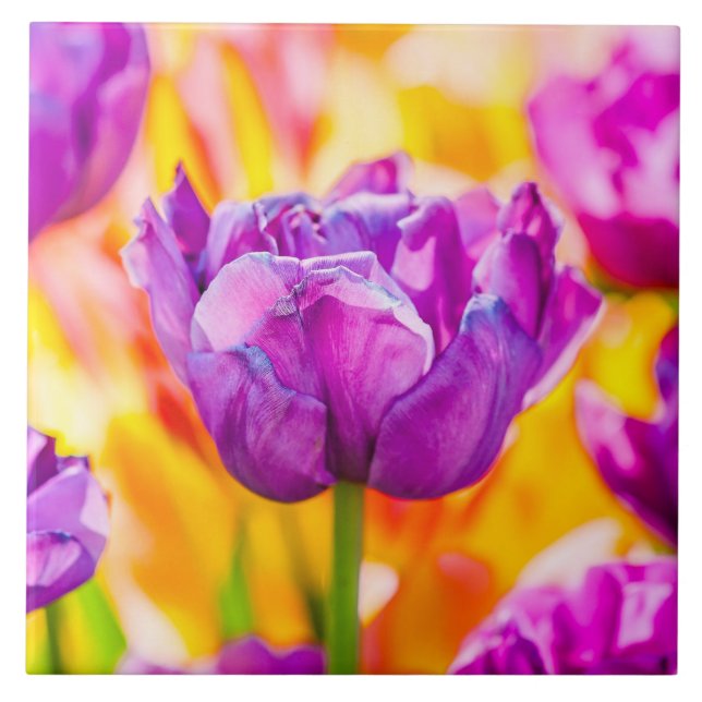 Tulips Enchanting 06 Kakelplatta (Framsidan)