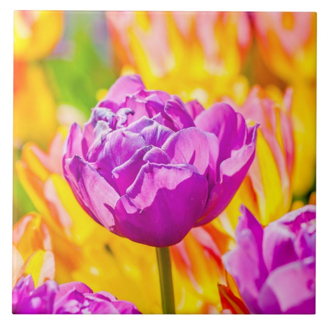 Tulips Enchanting 12 Kakelplatta (Framsidan)