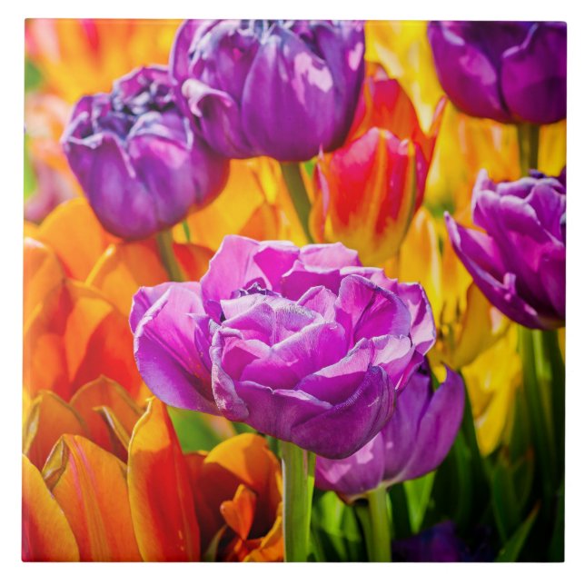 Tulips Enchanting 12a Kakelplatta (Framsidan)