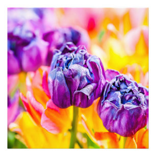 Tulips Enchanting 14 Fototryck