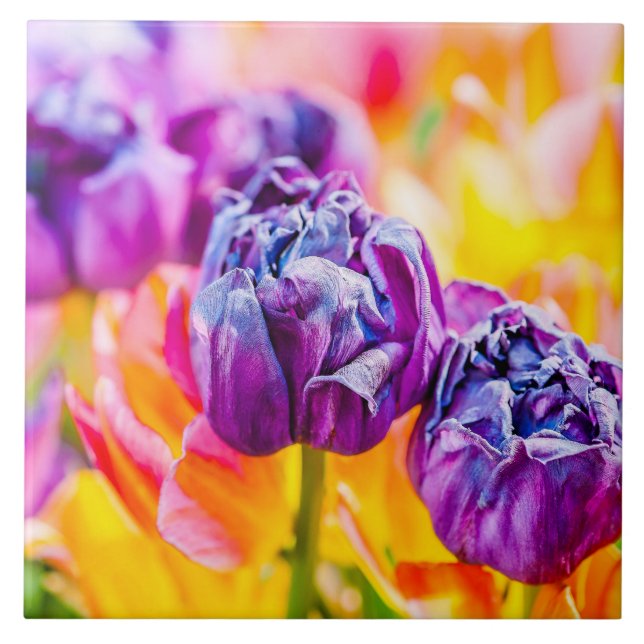 Tulips Enchanting 14 Kakelplatta (Framsidan)